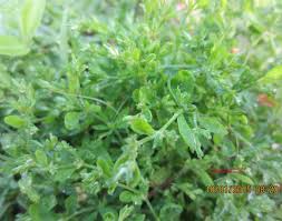 Image result for Polycarpaea prostratum