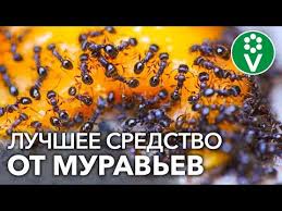 муравьи в саду и огороде и борьба с ними Pin Na Doske Vrediteli Borba S Nimi