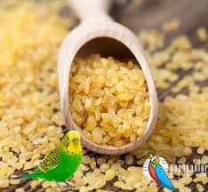 muhabbet kusu bulgur yer mi 2021 muhabbet kuslari beslenme yerler