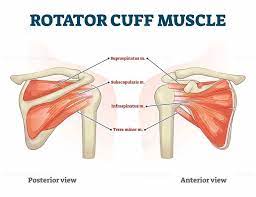 Rotator Cuff Muscle With Anatomical Posterior And Anterior View Expample Rotator Cuff Best Shoulder Workout Trigger Point Therapy