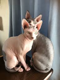 Pin By Jon Dobrowsky On Cats In 2020 Hairless Cat Cute Cats Animals