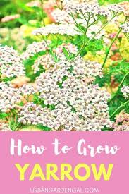 How To Grow Yarrow Urban Garden Gal If You Re Wondering How To Grow Yarrow This Article Covers Everyt Yarrow Plant Growing Flowers Gardening For Beginners