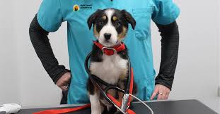 Second Chance Animal Rescue Animal Rescue