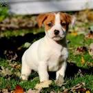 Jack Russel Mix Puppies for Sale | Lancaster Puppies