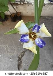 Image result for Neomarica northiana