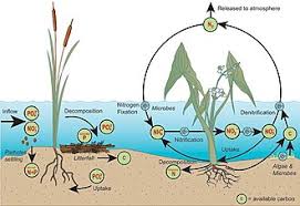Phosphorus Cycle Wikiwand