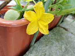 Image result for female flowers cucumber