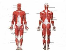 Each side is painstakingly labeled, and the bottom half of the chart features enhanced. Human Muscular System