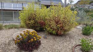 Image result for Euphorbia spissiflora