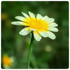 Image result for Glebionis carinata `German Flag`