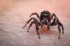 Here are some tips for how to treat a black widow spider bite should one occur How To Treat A Spider Bite Say Doctors Spider Bite Remedies