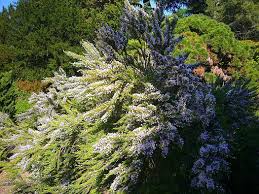 Image result for Fabiana imbricata