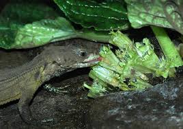 Image result for Achariaceae