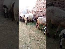 الحمل تمرّ المرأة الحامل بمراحل مختلفةٍ خلال فترة حملها، ابتداءً من مرحلة حصول الحمل والتقاء البويضة مع الحيوان المنويّ النّاجي، وانتهاءً الوحام: Ø¹Ù„Ø§Ù…Ø§Øª Ø­Ù…Ù„ Ø§Ù„Ù…Ø§Ø¹Ø² Ø§Ù„Ø¨ÙƒØ± Cooknays Com