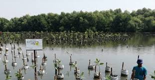 Hutan mangrove atau bakau adalah hutan yang tumbuh di wilayah pesisie pantai. Hutan Bakau Kedua Terbesar