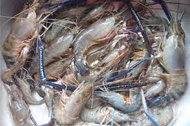 Mancing udang galah di sungai memang bikin ketagihan, sensasi tarikan sepit biru bahkan bisa kebawa mimpi. Kampung Tok Ajam Bakal Jadi Pengeluar Udang Galah Ikan Air Tawar Niaga Mstar