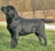 English Labs Vs American Labs Differrences Show Lab Vs Field Lab Guide 2019 Labrador Retriever Facts English Labrador Black Labrador Retriever