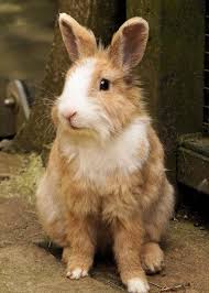 กระต่ายแคระยักษ์ the giant dwarf rabbit. à¸à¸£à¸°à¸• à¸²à¸¢ à¸ª à¸•à¸§ à¹€à¸¥ à¸¢à¸‡ à¸™ à¸²à¸£ à¸ à¸ª à¸•à¸§ à¸«à¸§à¸²à¸™ à¸à¸£à¸°à¸• à¸²à¸¢à¸• à¸§à¹€à¸¥ à¸ à¸à¸£à¸°à¸• à¸²à¸¢à¹à¸„à¸£à¸° à¸‚à¸™ à¸« à¸¢à¸²à¸§ Nager à¸« à¸§ Pikist