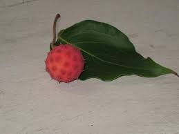 Also, use tongs to pull off the prickly pear fruit and place it into a basket or thick bag. What Have I Eaten Help Me I D A Fruit General Discussion Chowhound