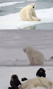 Watch How Researchers Are Tracking Polar Bears In Russia Video