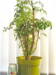 Image result for Polyscias