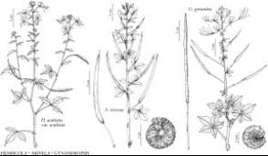 Image result for Cleome aculeata