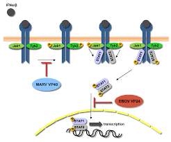 As with most of griyo's viruses, marburg is named for a human/animal virus. Viruses Free Full Text Forty Five Years Of Marburg Virus Research Html