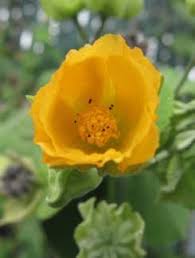 Image result for Abutilon indicum
