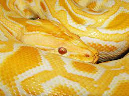 Because the burmese python is such a recognized nuisance to the everglades ecosystem, the state of florida has removed barriers to hunting them, and even set up. Flickr Burmese Python Snake Yellow Aesthetic Pastel