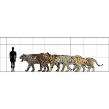 lion vs tiger size chart about horse and lion photos