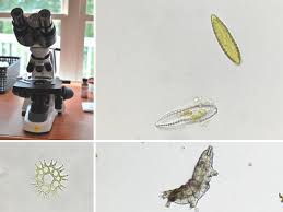 An optical microscope can magnify a drop of pond water by hundreds of times. How To View Microbes With A Home Microscope Joyful Microbe