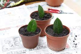 Like many other restionaceae, the young plants produce finely branched juvenile stems. Zamioculcas Pflegetipps Fur Die Glucksfeder Mein Schoner Garten