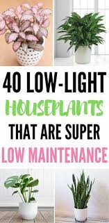 It prefers moderate to low indirect light. 40 Best Indoor Plants That Don T Need Sunlight Easy House Plants Low Light House Plants Indoor Plants Low Light