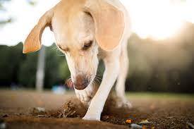 Call it a teaser or anything else, they find it thrilling to watch their owner running after them. How To Keep Dogs From Digging Under The Fence Daily Paws