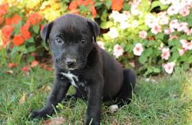 Similar to the other colors of labrador retrievers, the chocolate lab is an energetic dog that gets along well in a family setting. Labrador Mix Puppies Pets And Animals For Sale Ohio