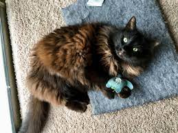 Catnip What Do We Know About The Feline Drug Member Learning Community