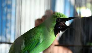 Download Mp3 Suara Burung Cucak Ijo Juara Gacor Dan Ngerol Burung