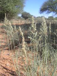 Image result for Schmidtia kalahariensis