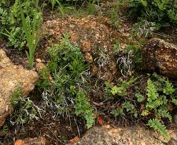 Image result for Actiniopteris dimorpha