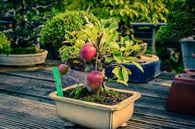 Tiny Bonsai Trees Can Grow Full-Sized Apples and Pomegranates