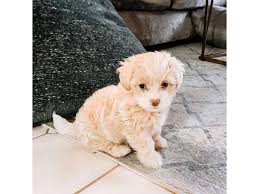 Maltipoo puppies 6 males 2 females ready to go for their forever home on december 4th per. Adorable Golden Maltipoo Puppy For Sale In Bronx New York Puppies For Sale Near Me