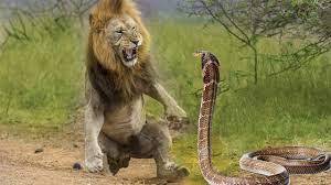 Maybe you would like to learn more about one of these? King Cobra Vs Lion Unexpected King Cobra Hunting Baby Lion In The Desert 3 Lion Lucky Escape Youtube
