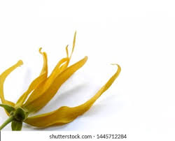 Bunga kenanga merupakan salah satu jenis bunga yang memiliki banyak manfaat seperti mengobati batuk, mencegah bau badan dan manfaat lainnya. Bunga Kenanga Caled Yellow Ylang Flower Stock Photo Edit Now 1445712284