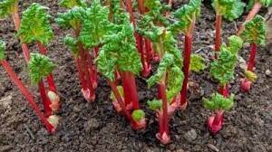 Rhubarb In The Garden | Usu