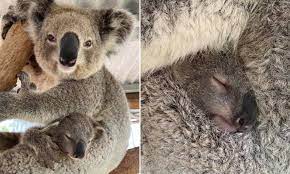 The fires have also threatened koalas living in the wild. Adorable Koala Joey Is Named After Aussie Hero As It S Revealed The Animals Could Be Endangered Daily Mail Online