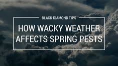 Our termite inspection informs a custom termite treatment plan to help protect your home and help get rid of termites. Black Diamond Pest Control Inc Blackdiamondpc Profile Pinterest