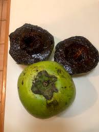 I have never tasted a black zapote that had anything to do with chocolate! Black Sapote Chocolate Pudding Fruit In Brisbane Qld Fruit