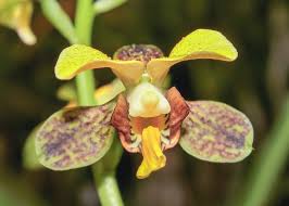 Image result for Eulophia streptopetala