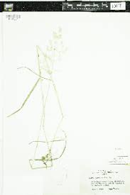 Image result for Agrostis quinqueseta