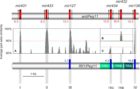 There are two elements in digital circuits: Rnai Mediated Allelic Trans Interaction At The Imprinted Rtl1 Peg11 Locus Current Biology